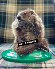 Load image into Gallery viewer, Camp Frisbee