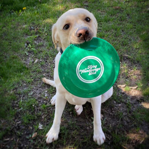 Camp Frisbee