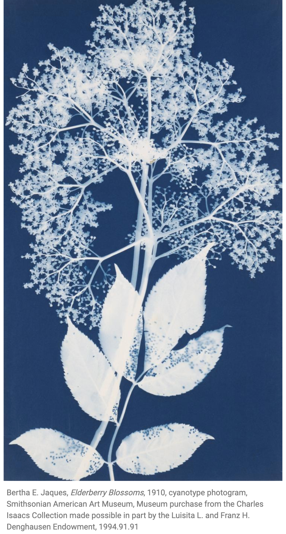 Nature Print Paper